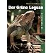 Leguane und Agamen
