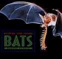 Outside And Inside Bats