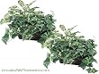 TWO 18" Caladium/ivy w/ Ledge Basket (Green/red Leaves)