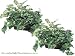 TWO 18" Caladium/ivy w/ Ledge Basket (Green/red Leaves)