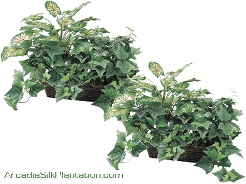 TWO 18 Caladium/Ivy w/ Ledge Basket Green/Red Leaves, 3 Iris Stems Free with Purchase retail price $23.07