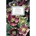 Die Blumen in den Wintertagen: Bilder und Texte (Insel B�cherei)