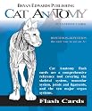 Cat Anatomy