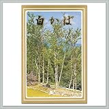 Birch (White Paper Bark) Seeds