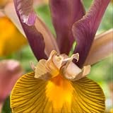 Iris Hollandica Lion King - 30 flower bulbs