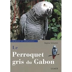 Le Perroquet gris du Gabon