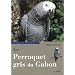 Le Perroquet gris du Gabon