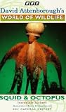 David Attenborough's World Of Wildlife 7 - Squid And Octopus VHS