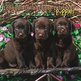 Chocolate Labrador Retriever Puppies 2007 Mini Calendar