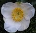 Camellia 