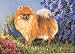   - Pomeranian Flower Power Note Cards by Renaud