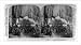 Historic Print (L): Cutting down the big trees - group of ax-men sitting in the undercut - Converse Basin, C