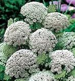 Green Mist Queen Anne's Lace 50 seeds - Ammi - Annual
