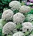Green Mist Queen Anne's Lace 50 Seeds