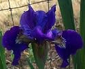 Ruffled Velvet Siberian Iris Bulbs -AGM WINNER!
