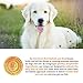 Solid Gold Lamb Dog Food Dry for Adult & Senior Dogs– High Protein Healthy Dog Kibble for Medium & Large Breeds – Whole Grain, Omega 3 & Digestive Probiotics for Gut Health & Everyday Nutrition – 4 LB