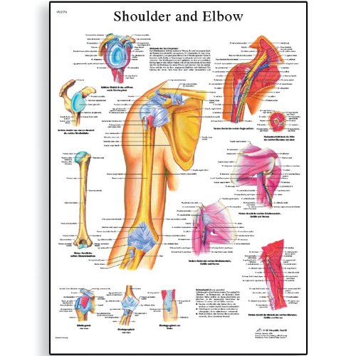 3B Scientific VR1170UU Glossy Paper Shoulder and Elbow Anatomical Chart, Poster Size 20 Width x 26 Height