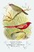 Art Poster, Sydney Waxbill; Australian Fire-Finch - 18.75 x 27.5