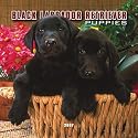 Black Labrador Retriever Puppies 2007 Mini Calendar