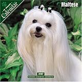Maltese 2007 Wall Calendar