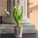 Promises of Spring - Artificial Potted Lily Of The Valley, White