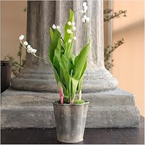 Promises of Spring - Artificial Potted Lily Of The Valley, White