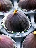 Fresh Figs in Paper Cases in Cardboard Packaging Photographic Poster Print by Herbert Lehmann, 18x24