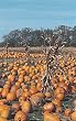 Frameable Art Card for Thanksgiving - Pumpkin Patch with Cornstalks