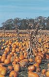 Frameable Art Card for Thanksgiving - Pumpkin Patch with Cornstalks