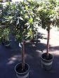 Southern Charm Azalea Patio Tree, Five Gallon Container by Monrovia Growers