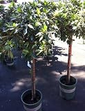 Southern Charm Azalea Patio Tree, Five Gallon Container by Monrovia Growers