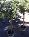 Southern Charm Azalea Patio Tree, Five Gallon Container by Monrovia Growers