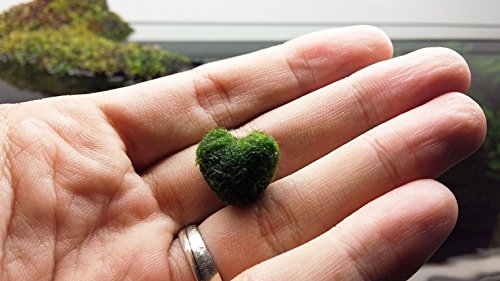 Luffy heart marimo - a rare gift for your loved ones
