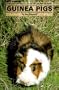 Guinea Pigs