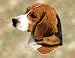Beagle Woven Lap Square (Throw Blanket)