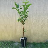 大実グァバ(赤実)　実生苗