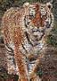 Photomosaic Tiger Jigsaw Puzzle 513pc