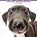 THE DOG Wall Calendar 2016 Italian Greyhound