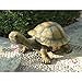 Design Toscano The Tranquil Tortoise Garden Sculpture - Giant