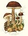 Botanical Mushroom Print: Brown Birch Bolete - Leccinum scabrum