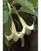 Photographic Prints of DAD-1706 Brugmansia / Datura x candida / Angel s Trumpet. Town floral display from Ardea Wildlife Pets
