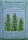 Heirloom Bells of Ireland Antique Apple Green Seeds 170 Seeds