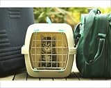 Photographic Prints of CAT - Tabby Kitten in cat basket from Ardea Wildlife Pets