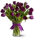 20 Purple Tulips - Premium