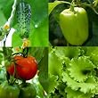 Vegetable Seed Garden Mat - Instant Garden, Roll N Grow - Seeded Mat - Just Roll and Grow! (Easy & Hassle Free!) Plant in garden or family yard! Grow Tomatoes, Cucumbers, Peppers and Lettuce!