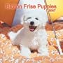 Bichon Frise Puppies 2007 Mini Calendar