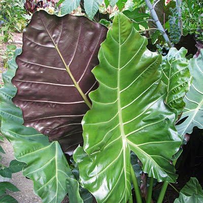 Upright Elephant Ear Mayan Mask