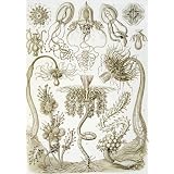 Jellyfish, Kunstform der Natur (Print On Demand)