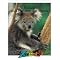 Koala Bears 101