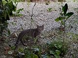 IMAGE OF Gray Tabby Cat in a Garden, Asolo, Italy Stretched Canvas Poster Print by Todd Gipstein, 24x32